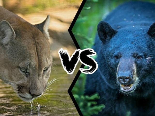 Cả hai loài đều có đặc điểm nổi trội: gấu đen thường kiềm chế nhưng rất nguy hiểm khi bị đe dọa, trong khi báo sư tử linh hoạt và sẵn sàng đối đầu ngay cả với kẻ thù lớn hơn trong hoàn cảnh đặc biệt. (Ảnh: 24H)