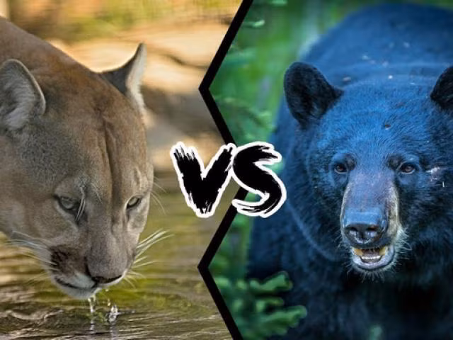 Cả hai loài đều có đặc điểm nổi trội: gấu đen thường kiềm chế nhưng rất nguy hiểm khi bị đe dọa, trong khi báo sư tử linh hoạt và sẵn sàng đối đầu ngay cả với kẻ thù lớn hơn trong hoàn cảnh đặc biệt. (Ảnh: 24H)