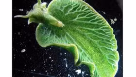 Các lục lạp này được “nhập khẩu” vào tế bào sên và tiếp tục quang hợp, tạo năng lượng nuôi cơ thể sên. (Ảnh: IFLScience)