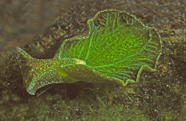 Elysia chlorotica, còn gọi là “sên mặt trời”, là loài động vật duy nhất được biết có khả năng quang hợp như thực vật. (Ảnh: animaldiversity)