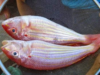  Khi mua cá về mà chúng có dấu hiệu sắp chết bạn hãy dùng chuôi dao đập vào đầu cá cho cá chết khi còn tươi, sau đó dùng một miếng khăn giấy che mắt cá lại. Cách này giúp giữ cá tươi từ 3 đến 5 tiếng đồng hồ. 