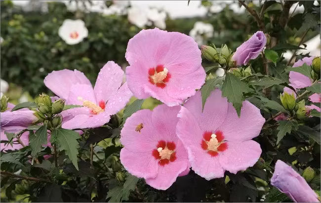 Giai điệu câu hát “mugunghwa kkochi piotsseumnida” của búp bê trong Squid Game ám ảnh là thế, nhưng lại có nguồn gốc và mang nhiều ý nghĩa khác. Theo đó câu hát này khi dịch sang tiếng Việt có ý nghĩa là “Hoa Mugung đã nở”. 