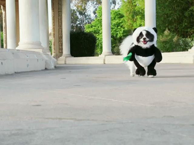 Hội "con sen lầm lối" mỗi ngày đều chia sẻ hàng loạt hình ảnh hài hước và đáng yêu lên các diễn đàn thú cưng.