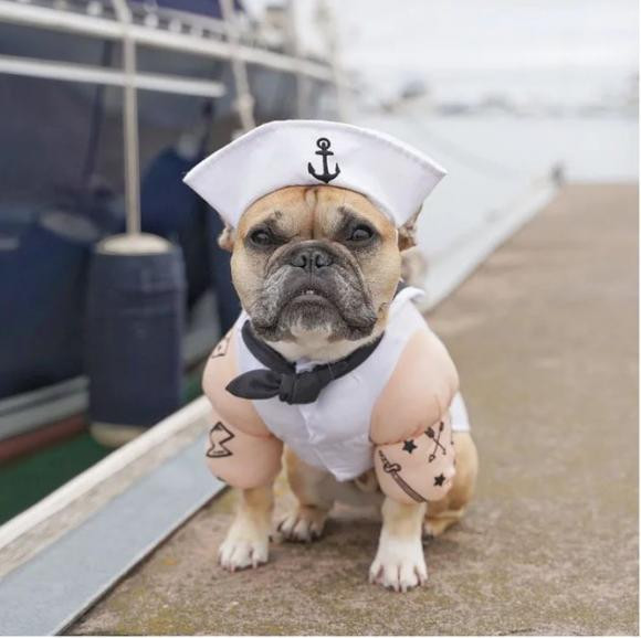 Không thể phủ nhận, một khi các thú cưng biến hình thì còn "cool ngầu" và chất hơn cả "sen".