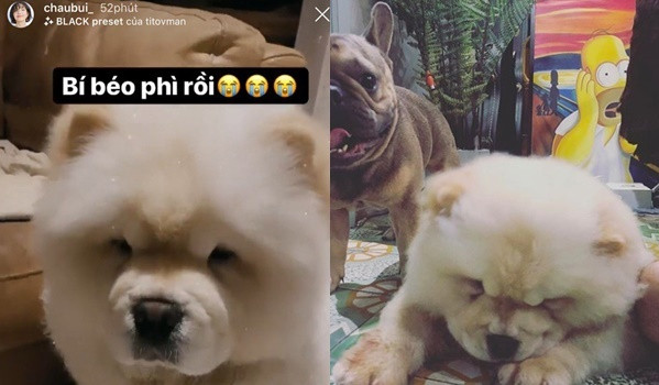 Trên Instagram story của mình, hot girl Châu Bùi liên tục đăng tải hình ảnh những chú cún cưng, ngoài Santa, Beedoo và Tuyết, còn có một chú Bull Pháp tên Trâu được cô chăm sóc.