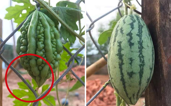 Trước đó, trên MXH xuất hiện bài đăng của một chàng trai gây ra không ít tranh cãi . Cô khoe cây khổ qua nhà mình đang ra quả bình thường thì bỗng ở đâu mọc lên… một trái dưa hấu với kích thước gần y hệt??!