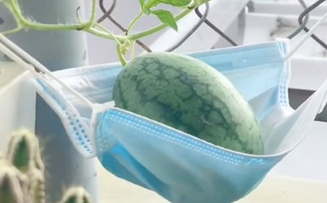 Quả dưa hấu mọc "nhàn hạ" nhất Việt Nam vì được chủ nhân… mắc võng riêng cho nằm. Tới lúc xẻ ra còn bất ngờ hơn vì chất lượng!