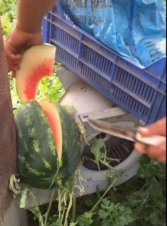 Cuối cùng, người ta chỉ còn cách dùng dao tách lấy từng miếng. Tuy nhiên dù bỏ nhiều công sức như vậy nhưng bên trong quả dưa lại là kiểu vỏ dày, ruột ít hẳn khiến người hái không khỏi thất vọng.