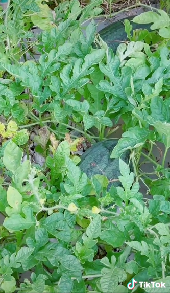 Về quê tránh dịch hết 1 tháng rưỡi, tới ngày trở lại căn penthouse của mình, chàng trai bất ngờ khi thấy mọc lên một vườn dưa hấu um tùm chẳng khác nào… ngoài ruộng!