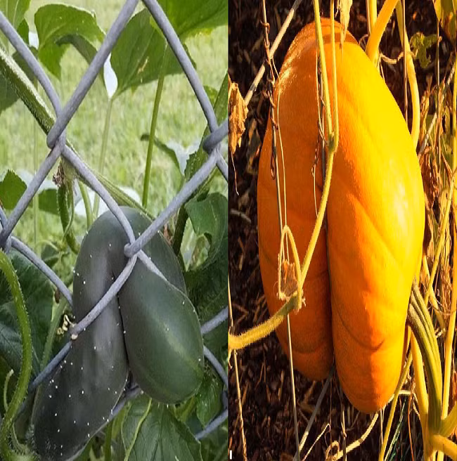 Không chỉ có quả dưa hấu trên, cùng chiêm ngưỡng thêm một số loại trái cây, rau củ khác dường như cũng rất “thích” mọc ở những vị trí có địa hình phức tạp.