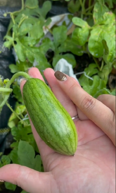 Ra ruộng trồng dưa hấu thu hoạch, cô gái phát hiện có 1 quả với hình dáng "hiểu chết liền", trông chẳng khác nào… trái dưa chuột?!