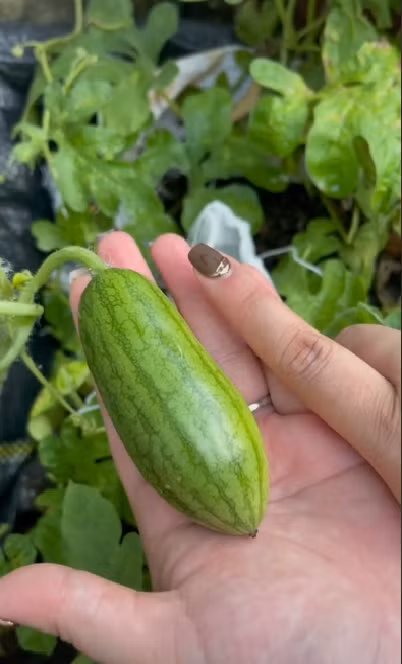 Ra ruộng trồng dưa hấu thu hoạch, cô gái phát hiện có 1 quả với hình dáng "hiểu chết liền", trông chẳng khác nào… trái dưa chuột?!