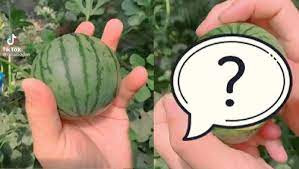 Những câu chuyện về quả dưa hấu "lì lợm" vì cố tình mọc xuyên hàng rào thời gian qua thu hút sự chú ý của netizen. Chính sự ngang ngược của loại quả này khiến gia chủ có cố cách mấy cũng không hái xuống được.