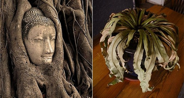 9 do vat goi ta khi, ngam ngam lam hai gia dinh ban-Hinh-2