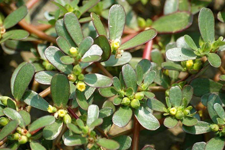 Rau dại mọc đầy ở VN, ở nước ngoài hái bán ra tiền Rau dai moc day o VN, o nuoc ngoai hai ban ra tien