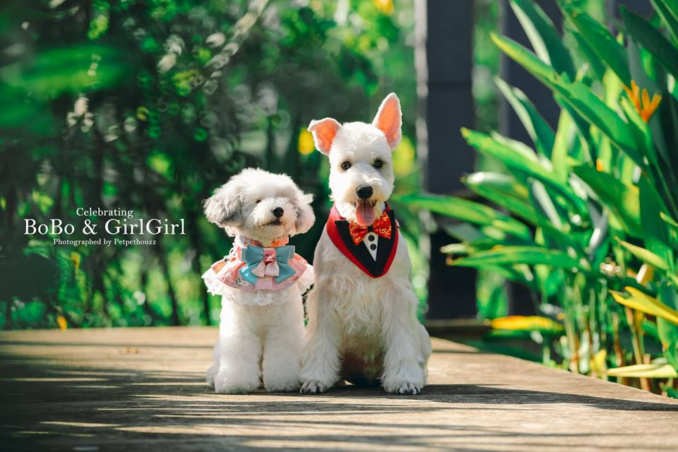 Chú rể trong đám cưới động vật gây xôn xao dư luận là Bobo, cô dâu là Cách Cách, một cô chó bị mù.