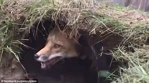 Khuôn mặt thích thú, hớn hở của con cáo đỏ Riot khi chơi khăm được chó chăn cừu Collie.