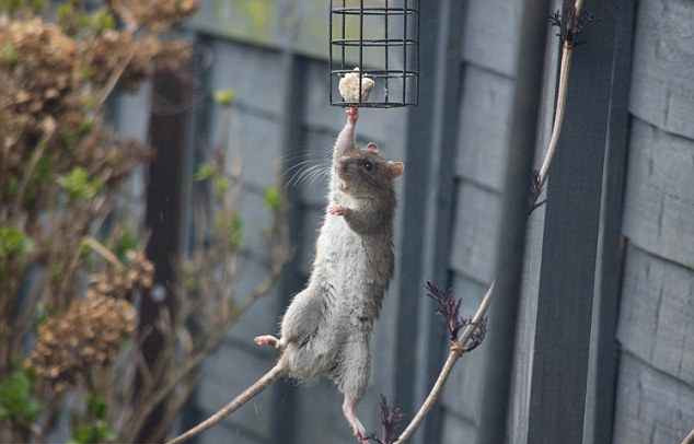 Chỉ với một tay, con chuột này có thể đu bám trên chiếc lồng đựng thức ăn cho chim.