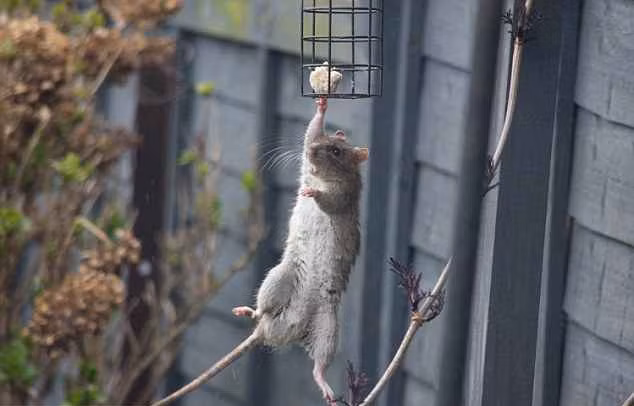 Chỉ với một tay, con chuột này có thể đu bám trên chiếc lồng đựng thức ăn cho chim.