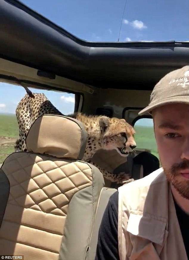 Khi dừng xe để quan sát xung quanh, hai con báo đốm bất ngờ tập kích chiếc xe. Một con báo đốm leo lên phía mui xe và nằm lì ở đó. Con báo đốm còn lại nhanh nhẹn nhảy vào trong xe từ cửa sau, khiến Britton hoảng sợ tột cùng.