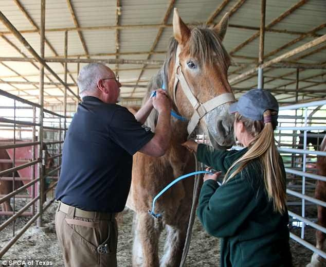 Được biết, cách đây khoảng một tháng, vào ngày 3/3/2018, Cơ quan phúc lợi bảo vệ quyền động vật Texas đã nhận được báo cáo của cư dân địa phương rằng trang trại này ngược đãi động vật.