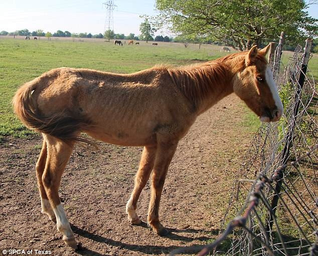 Khi cảnh sát tới nơi, họ phát hiện bãi cỏ nơi chăn thả các loài động vật không có thức ăn, không có nước uống. Những con vật bị ngược đãi, đói đến mức cái gì cũng ăn.