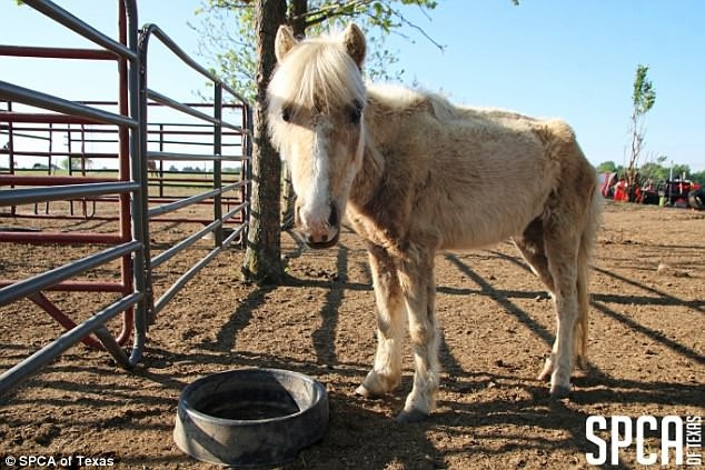 Khi ăn trụi cỏ, chúng không còn gì ăn, chỉ đành cố sức lột vỏ cây xung quanh để duy trì sự tồn tại.