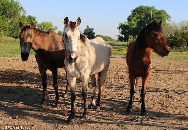 Bên cạnh việc bị bỏ đói, cảnh sát cũng phát hiện ra rằng, những con vật này bị nhiều loại bệnh khác nhau, như viêm loét, tiêu chảy, nứt móng...