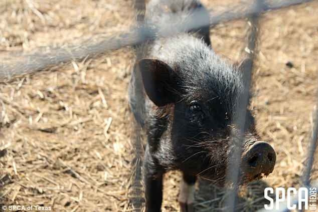 Chẳng ngờ, không bao lâu sau, xảy ra cái 50 cái chết kỳ lạ của những con ngựa tội nghiệp tại trang trại. Vụ việc được báo cáo và cảnh sát địa phương đã vào cuộc. Mặc dù vậy, hiện các nhân viên liên quan vẫn chưa bị bắt.