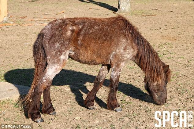Ngay sau đó, tổ chức đã đến nơi và yêu cầu chủ nhân trang trại làm đúng theo Hiệp ước về Sức khỏe và An toàn động vật ở Texas. Sau đó, tổ chức này có đến trang trại để kiểm tra lại vào ngày 15 và 28/3.