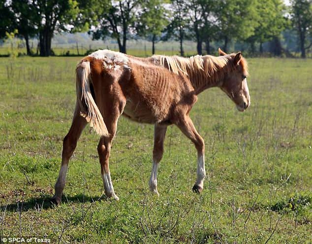Những hình ảnh cho thấy những động vật đáng thương còn sống sót đang ở trong tình trạng vô cùng tồi tệ, ánh mắt đờ đẫn, cơ thể suy nhược, chỉ còn da bọc xương.