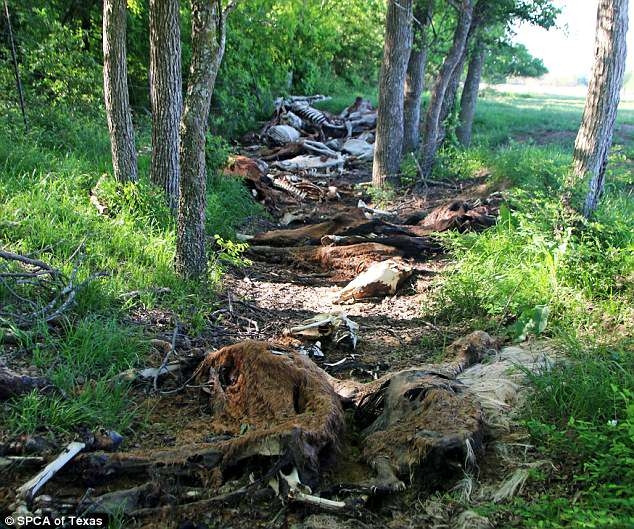 Theo báo cáo, có tới 50 con ngựa chết thối, bốc mùi nồng nặc. Ngoài ra còn có hàng loạt động vật khác, như 70 con ngựa, 9 con lừa, 6 con lợn và một con bò sắp chết vì thiếu thực phẩm và nước uống.