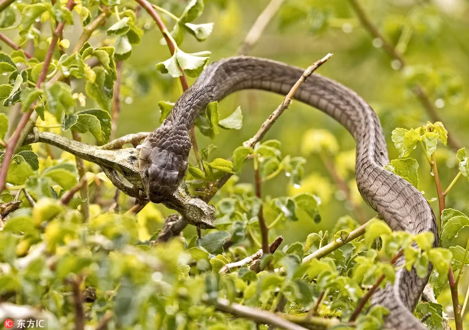 Kinh hoang canh ran doc san giet tac ke hoa-Hinh-4