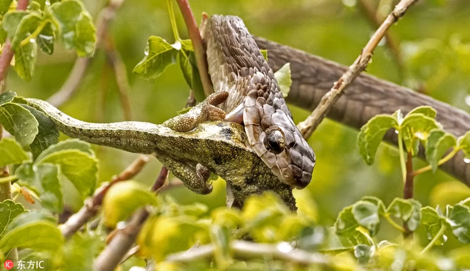 Kinh hoang canh ran doc san giet tac ke hoa-Hinh-3