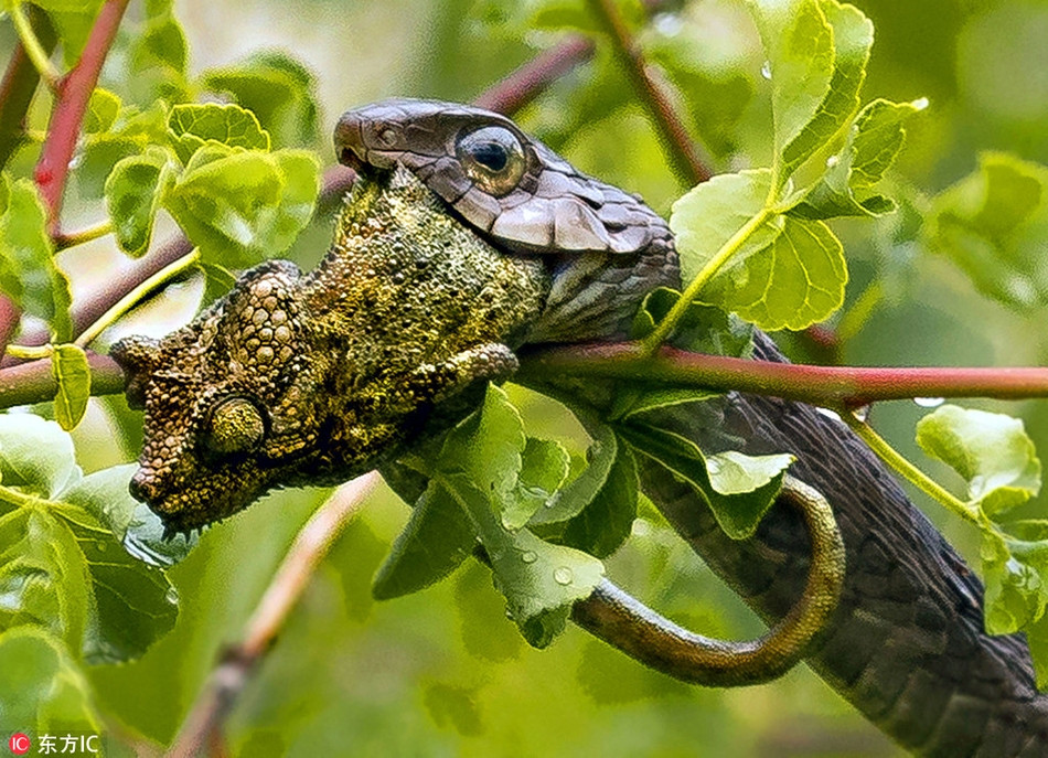 Kinh hoang canh ran doc san giet tac ke hoa