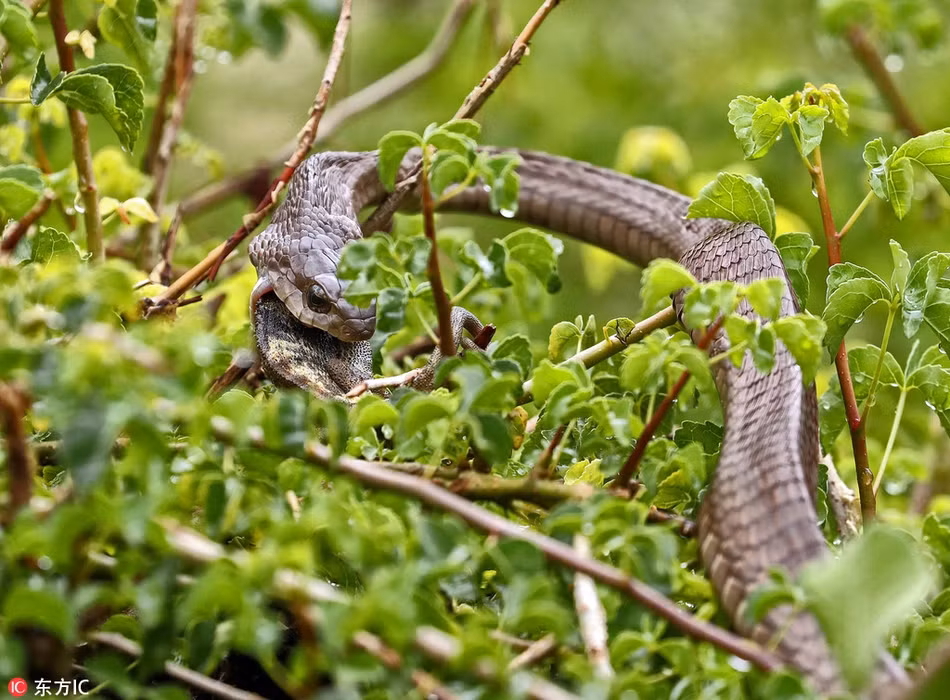 Kinh hoang canh ran doc san giet tac ke hoa-Hinh-5