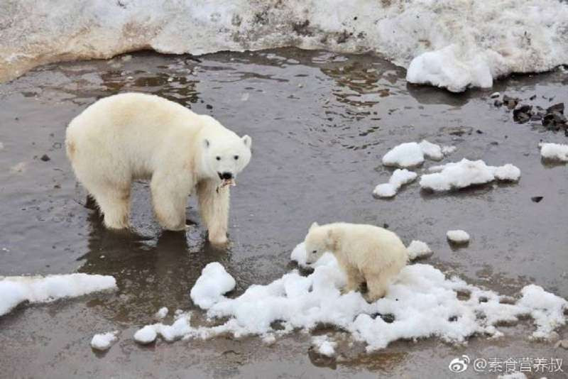 Qua doi, me con gau Bac cuc cuop thuc an cho-Hinh-4