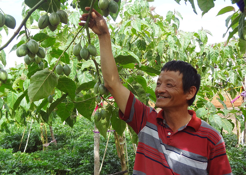 Cà chua thân gỗ của gia đình anh Nguyễn Mạnh Hà