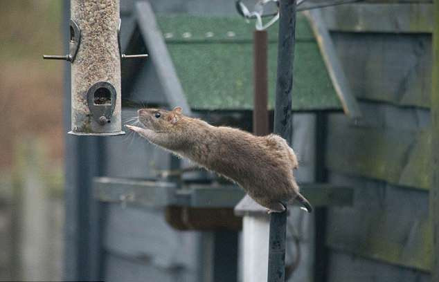 Theo cô Abi Pate, người đã chụp những bức ảnh vui nhộn này chia sẻ, những con chuột rất thông minh và liều lĩnh.