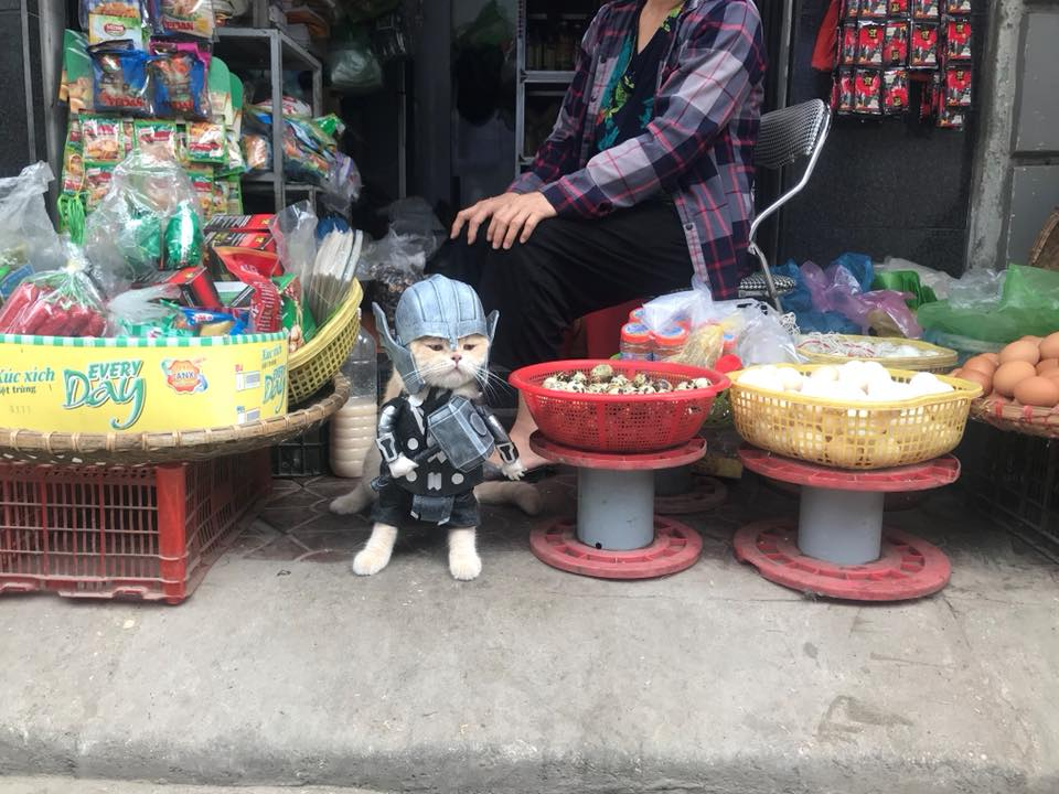 Diện bộ trang phục của Thần Sấm Sét - Thor, chú mèo chó lần này lại đi bán trứng. (Ảnh: Facebook Lê Quốc Phong)