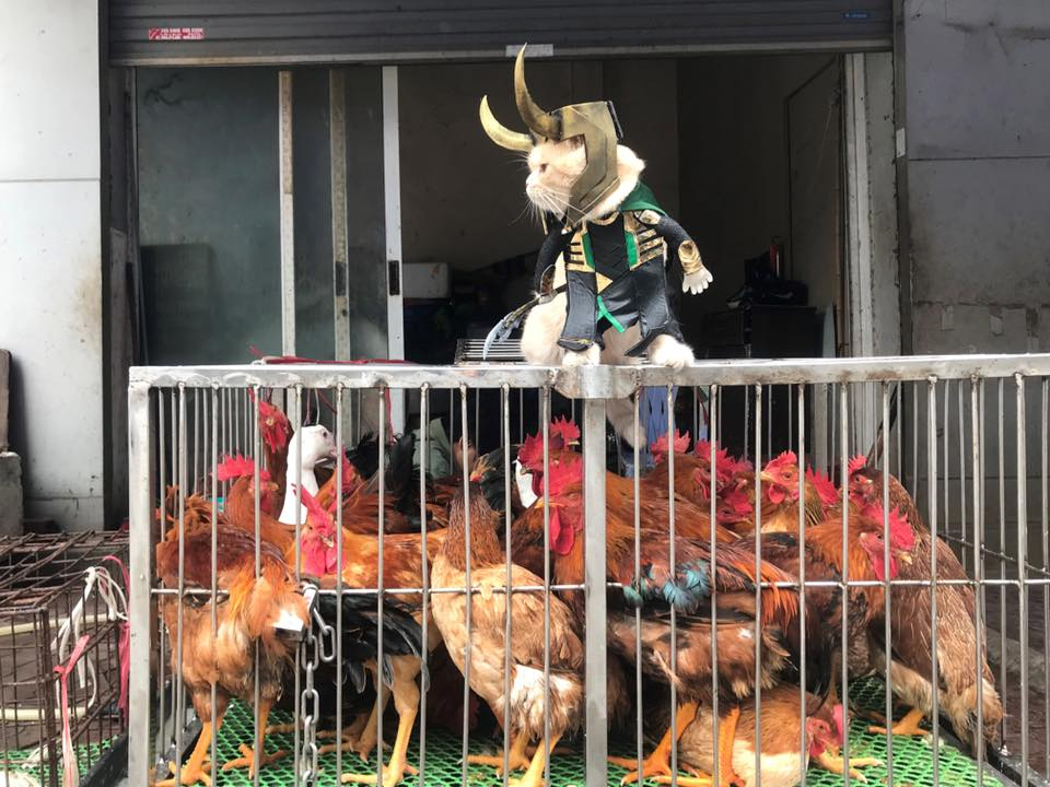 Được chủ nhân Lê Quốc Phong đầu tư những bộ trang phục cosplay cực chất, chú mèo Chó rất hợp tác khi chụp ảnh. Mặc dù chỉ bán gà, hay bán rau, thần thái của Chó vẫn luôn khiến người xem không thể ngừng yêu thương. Một lần nữa, Chó lại khiến dân mạng thế giới "chao đảo" vì thần thái cực ngầu và quá đáng yêu của mình. (Ảnh: Facebook Lê Quốc Phong)