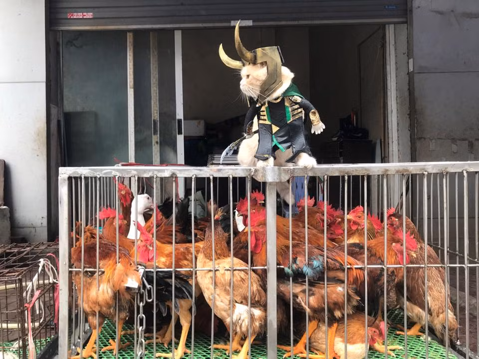 Được chủ nhân Lê Quốc Phong đầu tư những bộ trang phục cosplay cực chất, chú mèo Chó rất hợp tác khi chụp ảnh. Mặc dù chỉ bán gà, hay bán rau, thần thái của Chó vẫn luôn khiến người xem không thể ngừng yêu thương. Một lần nữa, Chó lại khiến dân mạng thế giới "chao đảo" vì thần thái cực ngầu và quá đáng yêu của mình. (Ảnh: Facebook Lê Quốc Phong)