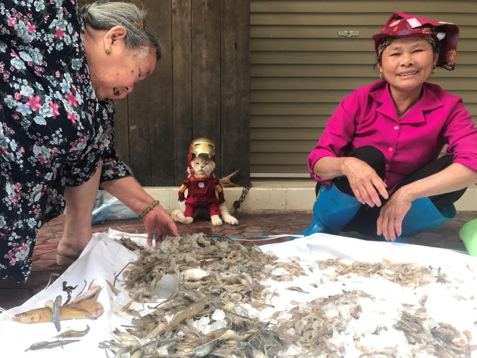 Chán bán rau, Chó tiếp tục ăn diện giáp Người Sắt đi bán tôm. (Ảnh: Facebook Lê Quốc Phong)