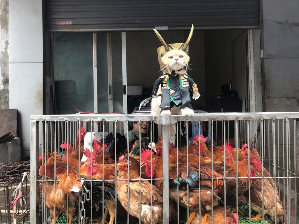 Khí thế đứng trên vạn gà của chú mèo đáng yêu khiến nhiều người không khỏi thích thú. (Ảnh: Facebook Lê Quốc Phong)