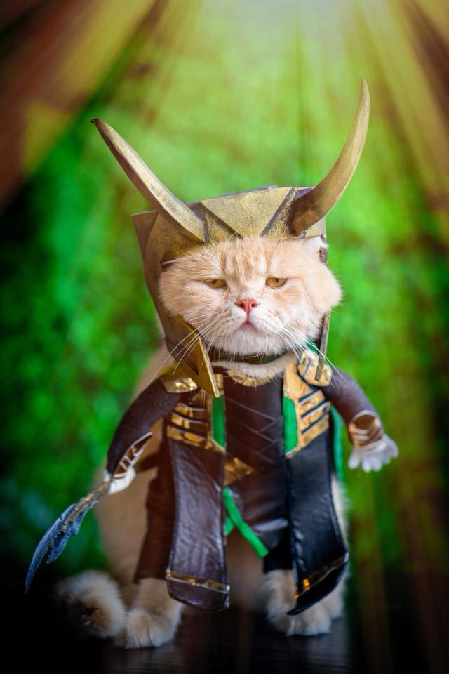 Chú mèo có cái tên độc đáo - Chó là chú mèo nổi tiếng nhất Việt Nam tính đến thời điểm hiện tại. Nổi tiếng trên toàn thế giới bởi sự dễ thương không thể cưỡng lại của mình, chú mèo ở Hải Phòng mới đây lại tiếp tục gây thương nhớ với bộ ảnh mới. (Ảnh: Facebook Lê Quốc Phong)