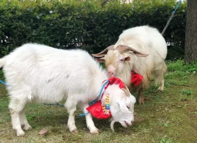 Tan mat dam cuoi cua cap doi de, “hoanh trang” ngay san truong-Hinh-2