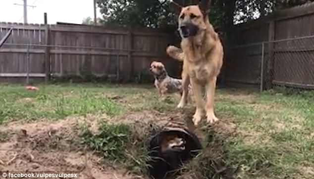 Collie biết rằng Riot chui xuống hầm, thế nhưng đường hầm quá nhỏ, không vừa với thân hình của Collie, vì vậy nó rất bối rối, để Riot chơi khăm nhiều lần.