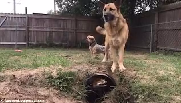 Collie biết rằng Riot chui xuống hầm, thế nhưng đường hầm quá nhỏ, không vừa với thân hình của Collie, vì vậy nó rất bối rối, để Riot chơi khăm nhiều lần.