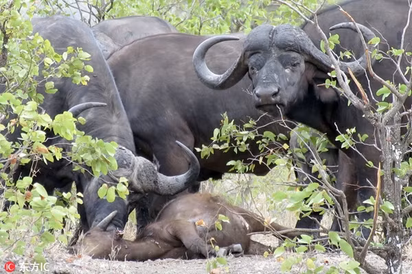 Chỉ chờ có thế, đàn sư tử 14 con lao vào xâu xé xác con nghé, tận hưởng bữa tiệc mà mình rất vất vả mới có được. Toàn bộ quá trình kéo dài 45 phút và rất cảm động, khiến những người được chứng kiến không khỏi thổn thức.