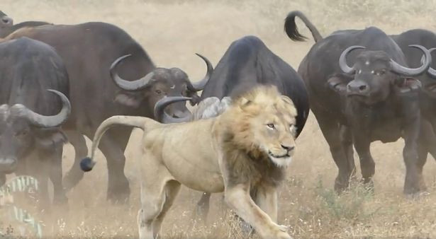 Mặc dù phải bỏ qua con mồi đã dâng tới miệng, thế nhưng sư tử vẫn kiên quyết chạy trốn.